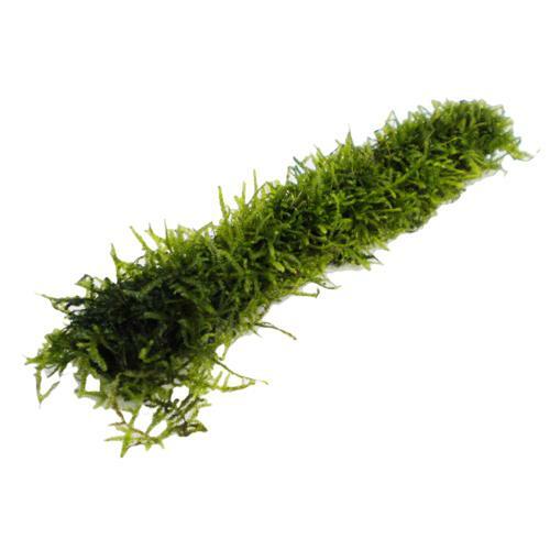 Java Moss On A Bamboo Stick 10cm LIVE Aquarium Plant Decor Plant Carpet Breeding - Picture 1 of 1