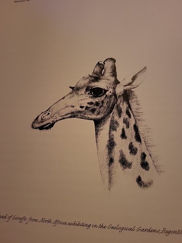 Portraits Of The Game & Wild Animals Of Southern Africa. Large HB Book, 1986 - Picture 5 of 8