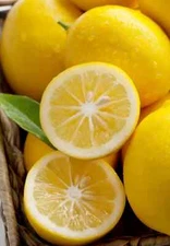 Lot of Fresh Lemons Citrus FRUIT (Pack of 1~2~~5~10~15 Pound) FREE SHIP*NON-GMO*