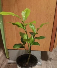  Lemon Tree Dewarf Meyer Lemon Tree Organ Live Citrus Plant  9" Tall above Soil