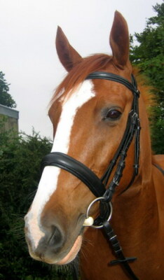 headpiece for horses
