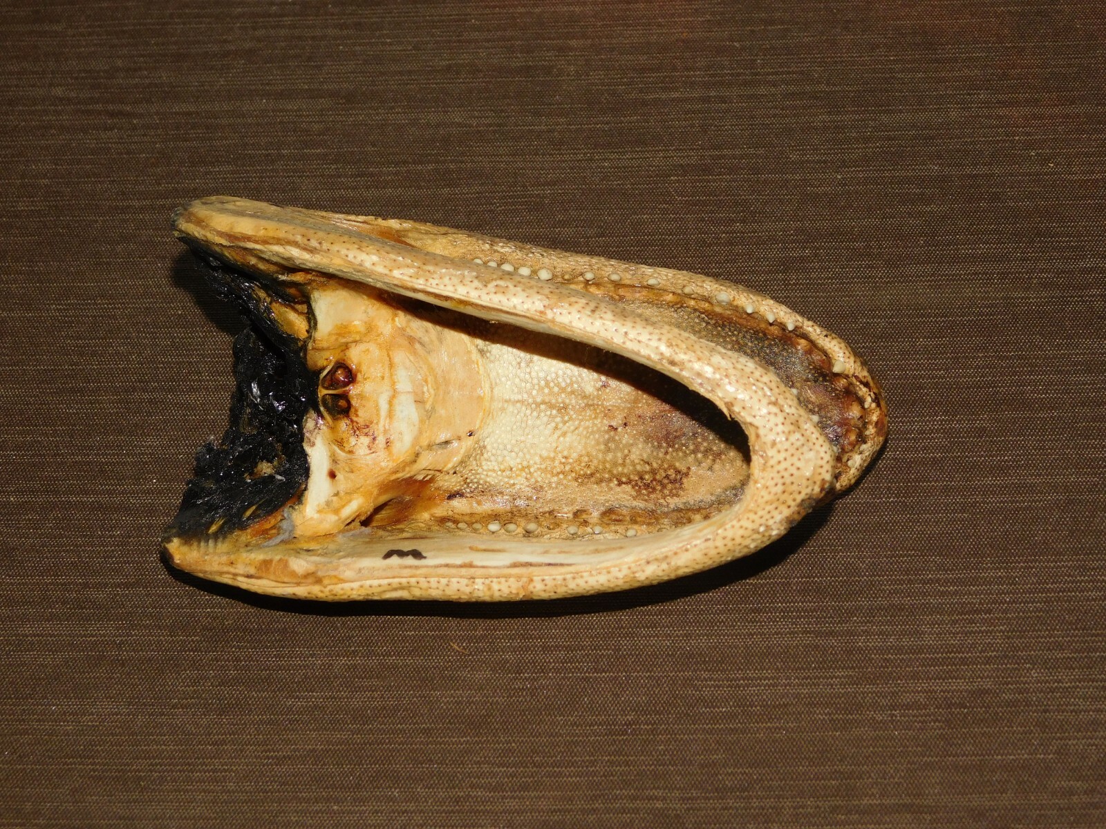  6" LONG REAL ALLIGATOR HEAD DESK DISPLAY PAPERWEIGHT