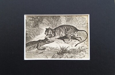 Tiger Tierdruck - um 1880 Mini montiert antike s/w Gravur (128)