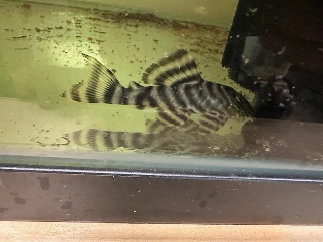 L-398 TANKEI TIGER PLECO LIVE ADULT WC 3-4 INCH - Image 2 of 4