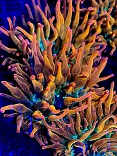 RAINBOW 🌈 ROSE COLORS Bubble tip Anemone - tank raised! BTA Beautiful !!