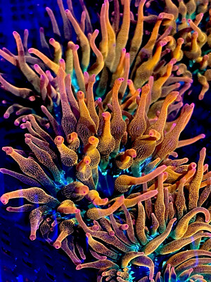 RAINBOW   ROSE COLORS Bubble tip Anemone - tank raised! BTA Beautiful !!