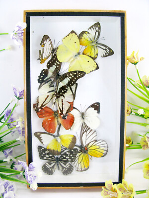 Real Beautiful Butterflies Preserved in 3D Showcase - Museum Quality - Art 13