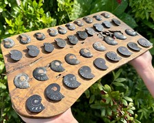 Black Ammonite Fossil Pairs From Madagascar (Natural Opalized Ammonite Pairs)