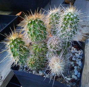 Echinocereus engelmannii Light Tan Spines Strawberry ...