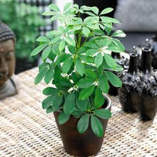 Schefflera Nora | Popular Potted Dwarf Umbrella Houseplant | 40-50cm (Incl. Pot)