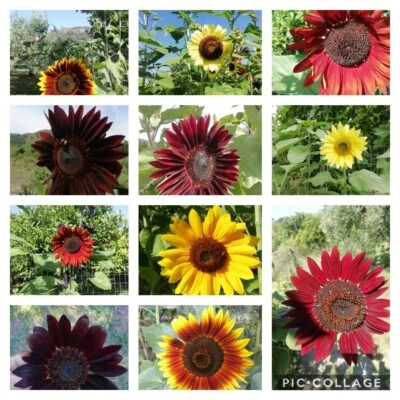 300 seeds Mix color sunflower seeds 🌻as per photo collected on 15 06 2025 + free