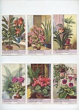 S1574.  ORNAMENTAL HOUSE PLANTS . INDOOR ORNAMENTAL PLANTS (1953) 