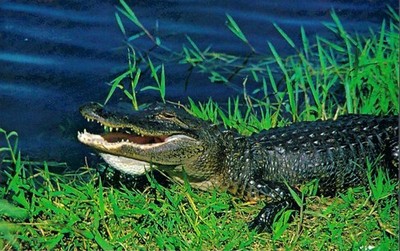 Vintage Postcard, An Alligator Getting Some Sun In The Florida Everglades unused