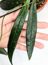 Hoya Sulawesiana, 1-node, 1-2 leaf fresh unrooted cuttings