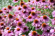1000 PURPLE CONEFLOWER Echinacea Purpurea Flower Seeds Flat S/H