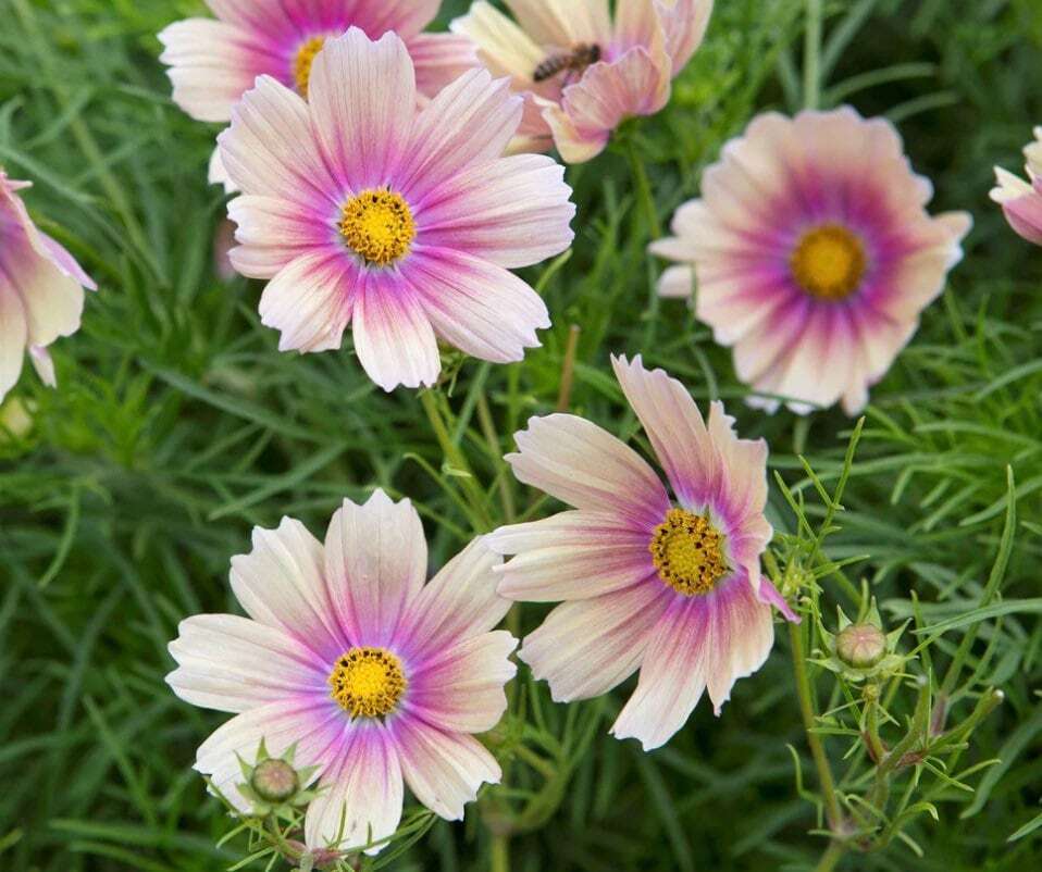 Apricot Lemonade Cosmos Seeds Cosmos Cool Flowers Grow Your Own eBay