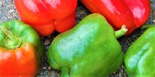California Wonder Peppers 100 SEEDS NON-GMO --BUY 4 ITEMS FREE SHIPPING