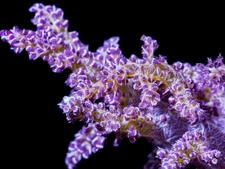 2” Frag Live Rare Pink Lemonade Stereonepthea Coral Reef Tank Soft Coral