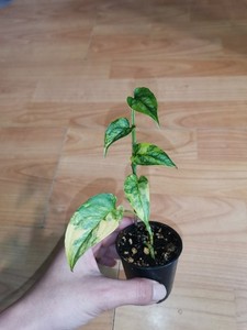 Monstera Variegata Aurea | eBay.de
