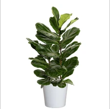Fiddle Leaf Fig Tree Banjo Fig Plant Ficus Lyrata Plant Live Plant in 10"Pot