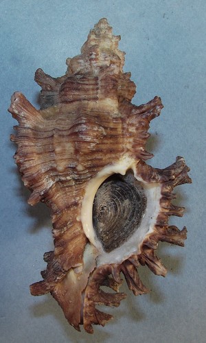 MUREX TORREFACTUS 104.09mm BEAUTIFUL XL SPECIMEN Okinawa, Japan - 第 1/2 張圖片
