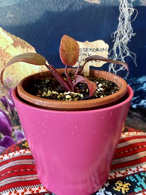chia seeds planting Chia Seeds  Grow Mexican Chia  SurvivalGardenSeeds