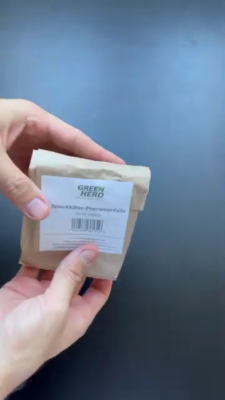 Speckkäfer In Der Wohnung Erkennen Und Bekämpfen - Foto 6