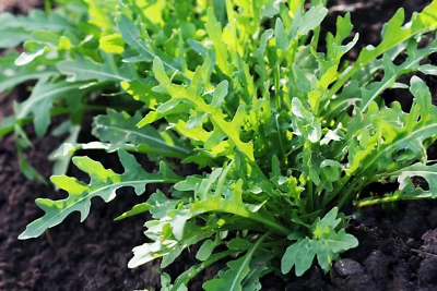 SEEDVILLE USA 2000 ARUGULA Eruca Vesicaria Sativa Greens Vegetable Seeds