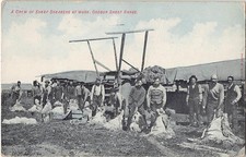 Postal antigua de 1911 de Triw of Sheep Sheep Shearers At Work, Oregon Sheep Range