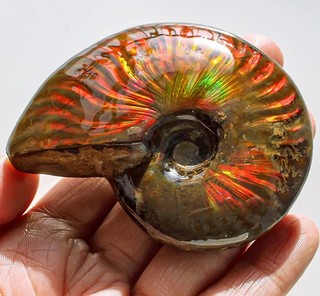 Muestra colorida ammolita arco iris natural 428 quilates YLX33