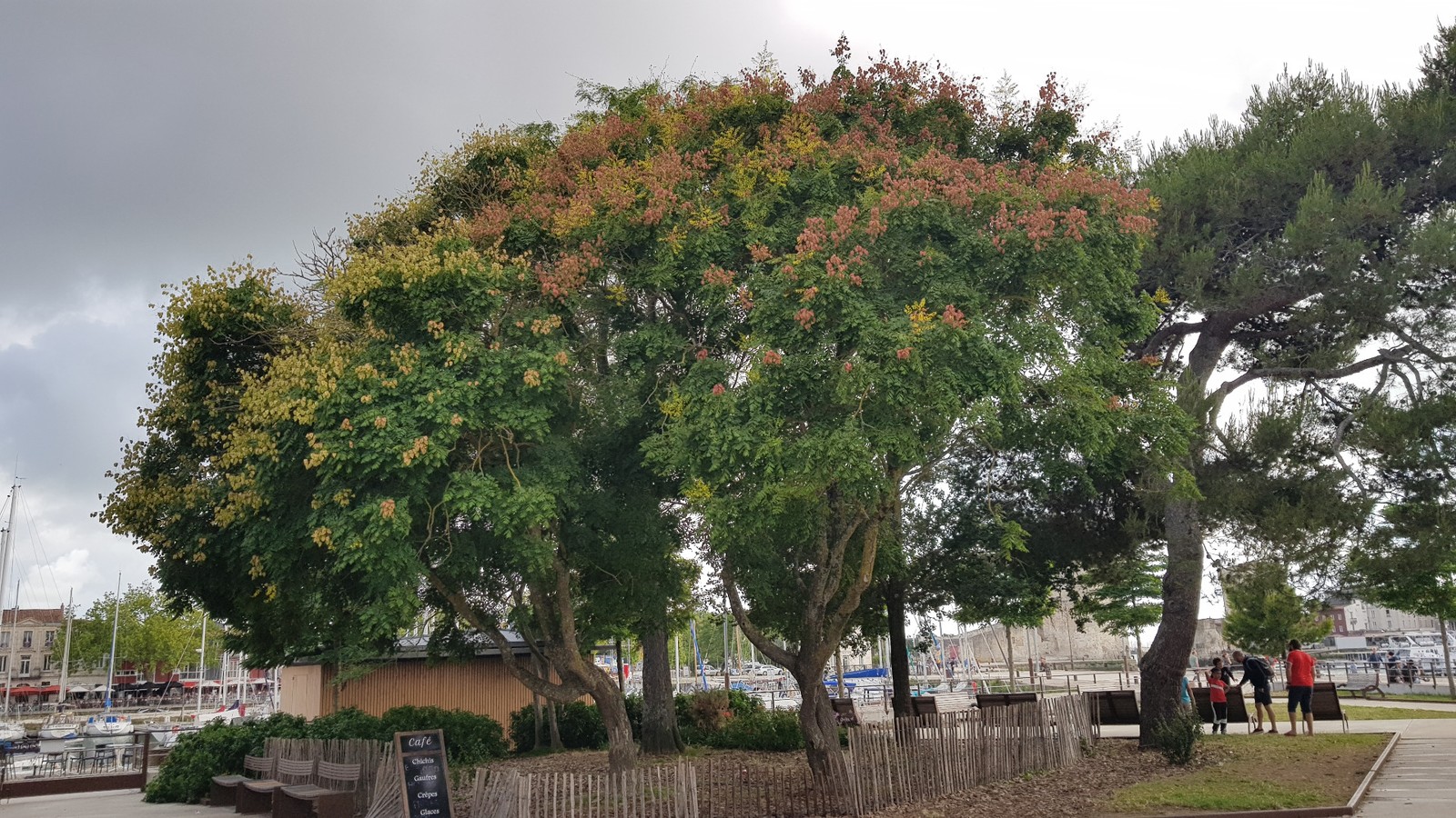 Koelreuteria paniculata savonnier idéal pour ombrager une terrasse d'été