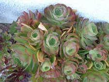 Aeonium "Blushing Beauty" 2 pieces cutting size  5"-6"