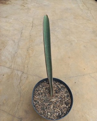 Sansevieria Hallii Dark Pink Bat Rare Snake Plant | eBay.de