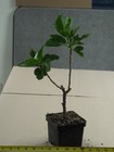 MAPLE SUGAR Tropical Hibiscus -- Plant in 4.5" pot * — photo 2