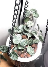 Hoya Mathilde highly silver splash fresh 2 leaf cutting from my mother plant 