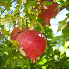Kashmir Red Pomegranate Seedss Punica granatum for Planting