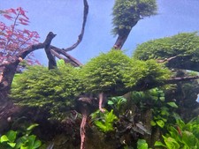 Fissidens Moss - Buy 2 get 1 FREE - 1 clump as seen in pics.