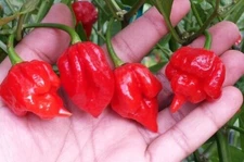 20 Newly Harvested Super-Hot Scorpion Butch T Red Premium Pepper Seeds-A 10