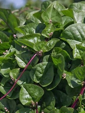 Malabar Red Stem Spinach Seeds, Red Vine Spinach, Ceylon, NON-GMO, FREE SHIPPING