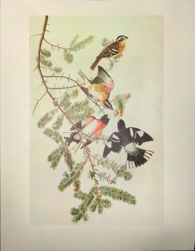 John James Audubon Birds ROSE-BREASTED GROSBEAK Vintage Art Book Plate 311 - Picture 3 of 3