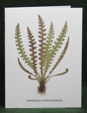MisterBcards 12 Antique Fern Notelets (75x105mm) with White C7 Envelopes