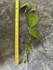 Epipremnum Aureum, Devil’s Ivy, Rooted Air purifier Super plant 30cm Cutting