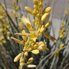 Hesperaloe parviflora ‘Yellow’ (False Yellow Yucca) COLD HARDY zone 5!