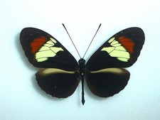 FANTASTIC HELICONIUS HEURIPPA  MALE NYMPHALIIDAE  NYMPHALIDAE COLOMBIE