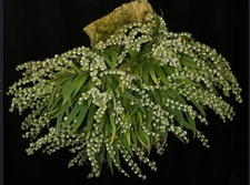 Orchid Species Ornithocephalus bicornis