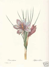Crocus sativus - Saffron FACSIMILE Redoute 1833