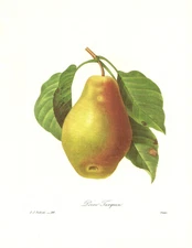 1991 Vintage REDOUTE FLOWER #108 "TARQUIN PEAR Fruit" Color Art Print Lithograph