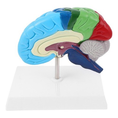 Human Brain Structure Model Teaching Tool Toy Figure Anatomy Display