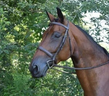 Black Oak Spruce Fancy Stitch Wide Nose Hunter Bridle by KL Select, Laced Reins