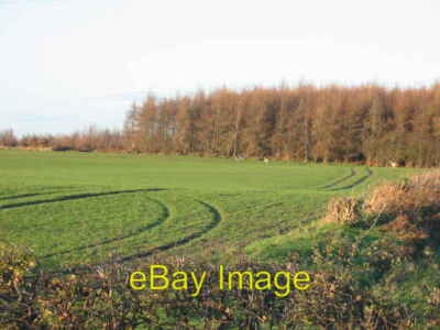 Photo 6x4 Herd of deer going into Long Wood near the former North Selby M c2006